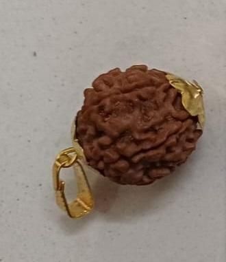 7 Mukhi Rudraksha With Cap #SpiritualCollection