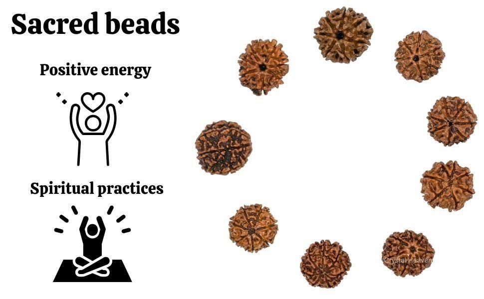 7 Mukhi Rudraksha With Cap #SpiritualCollection